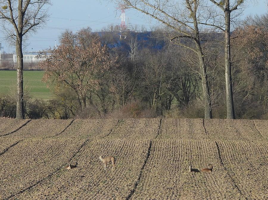 Falujące pole z sarenkami