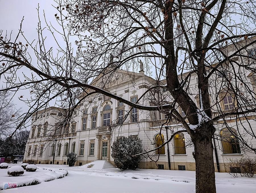 Pałac Krasińskich zza tulipanowca