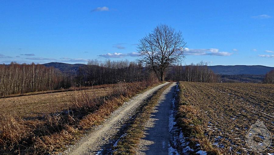 hopka nad Beskidem Makowskim
