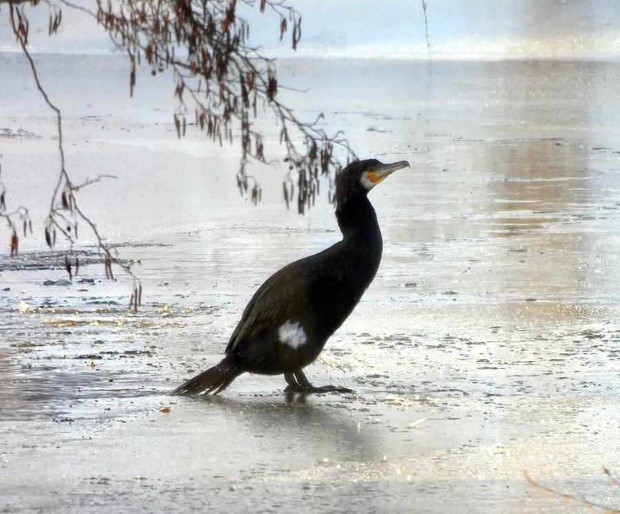 Kormoran z Głuszynki