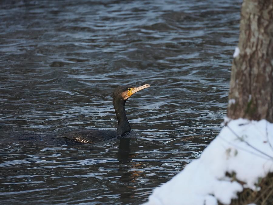 Kormoran w Ilance