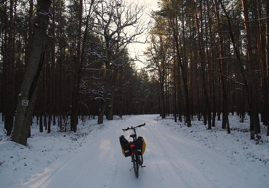Puszcza Rzepińska za Starościnem