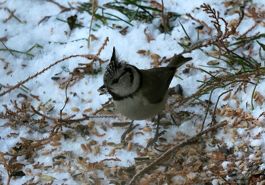 Sikora czubatka w moim ogrodzie