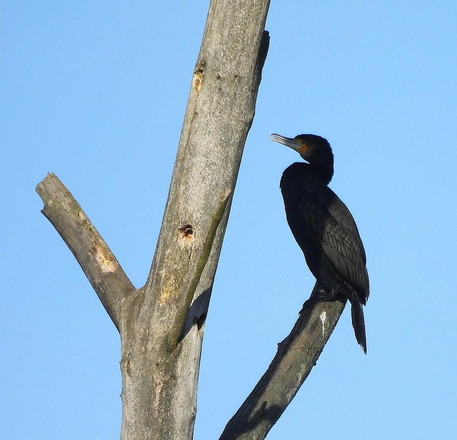 Samotny kormoran