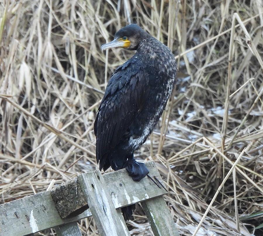 Ciekawski kormoran