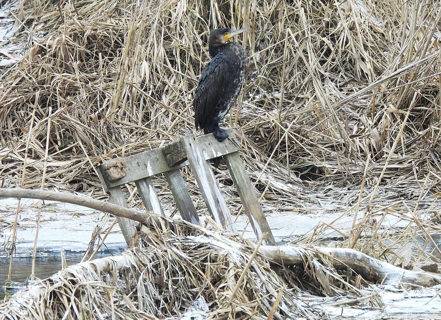 Kormoran na czymś
