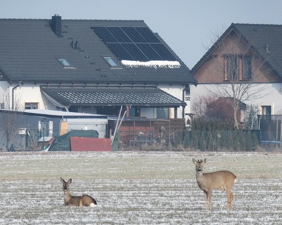 Sarenki na tle domów