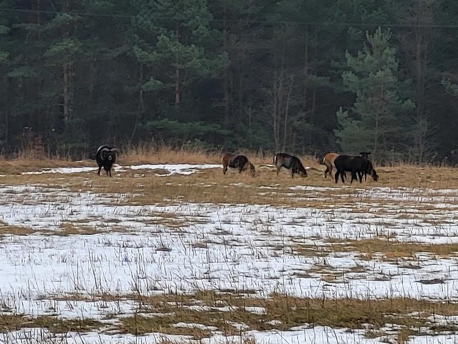 Stado zwierzaczków po drodze