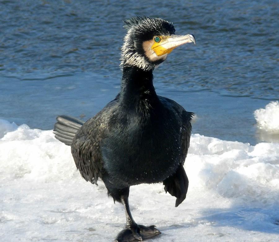 Drepczący kormoran
