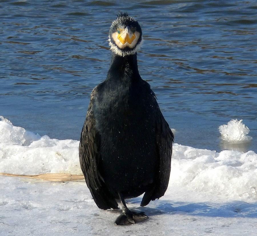 Kormoran na baczność