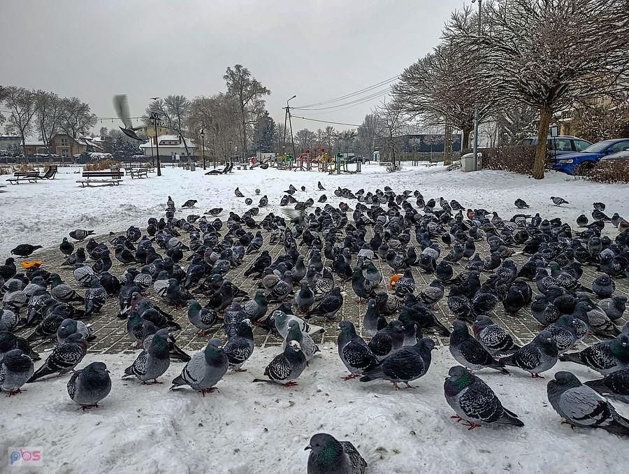 Niezłe stadko gołębi