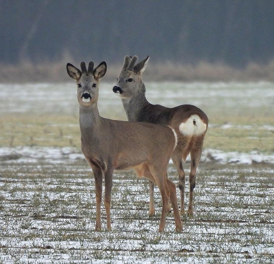 Duet koziołków