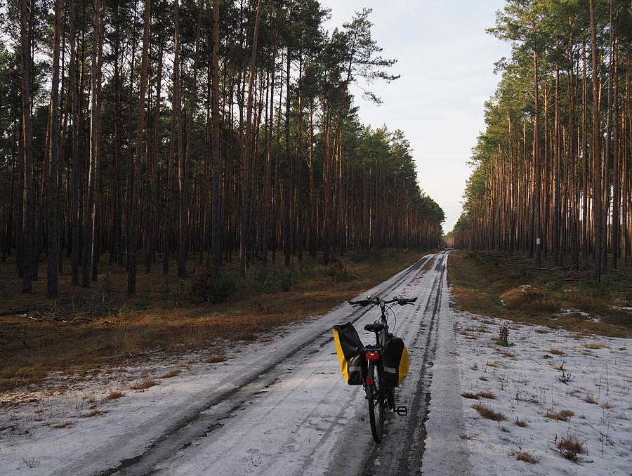 Pozostałości śniegu w Puszczy Rzepińskiej
