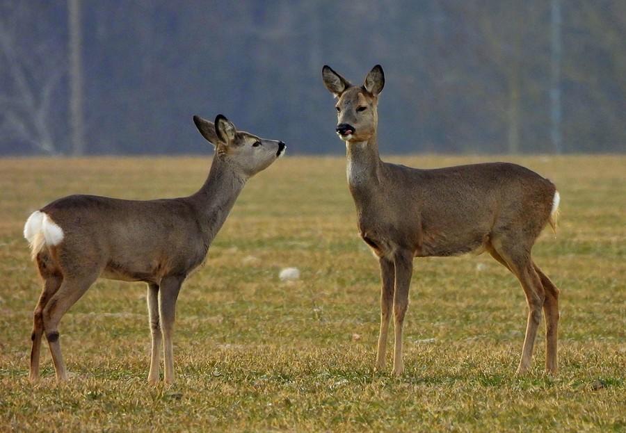 Sarenka wpatrzona w drugą