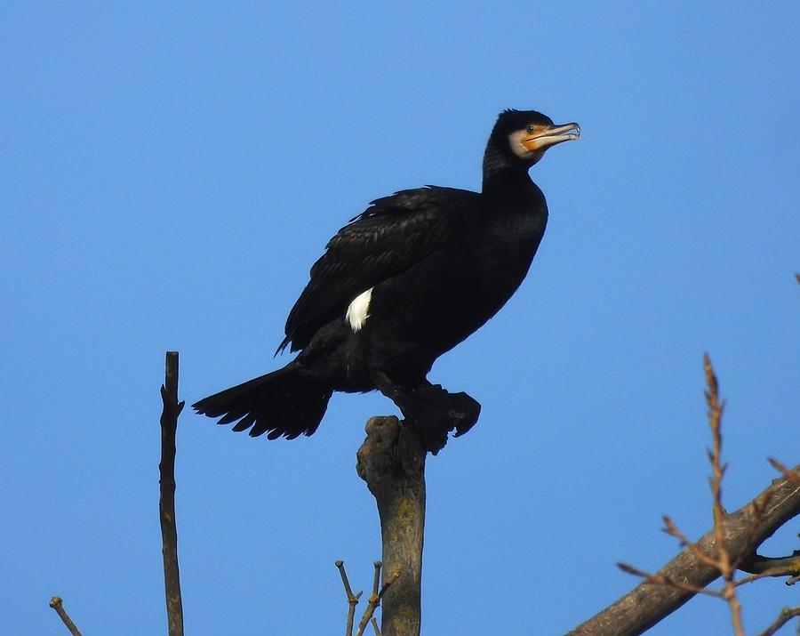 Kormoran na czubku drzewa
