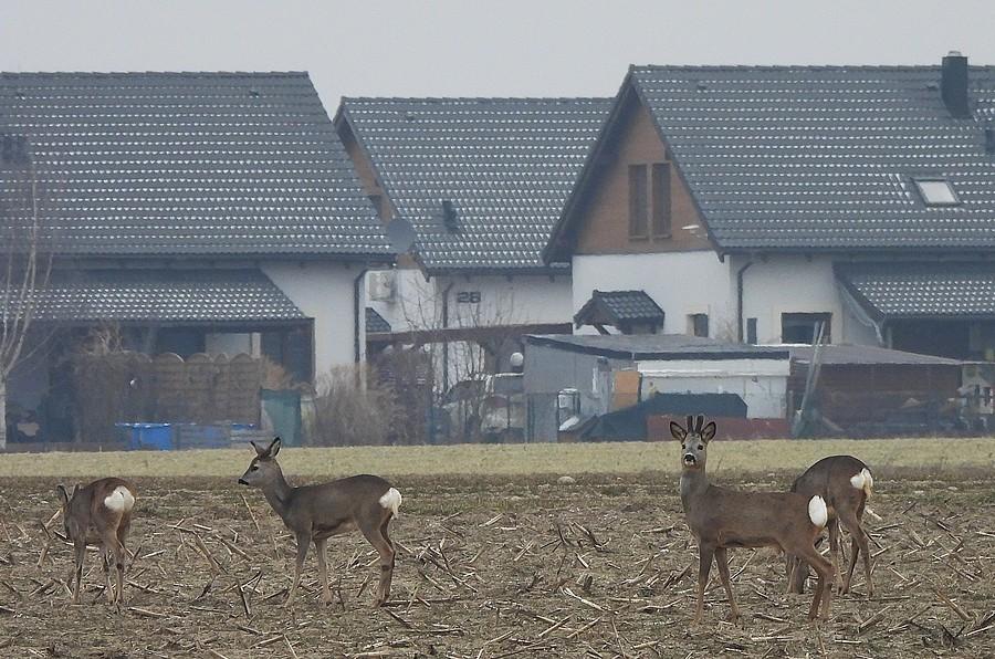 Domki z widokiem na sarenki