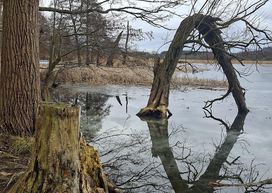 Pochyłe drzewo