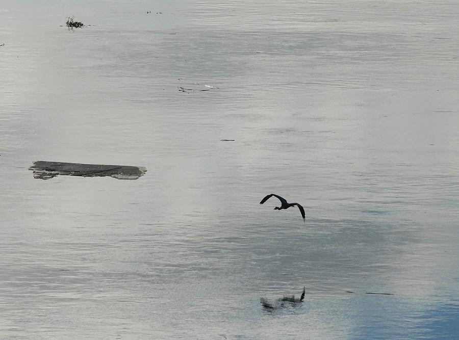 Przelatująca nad Wartą czapla