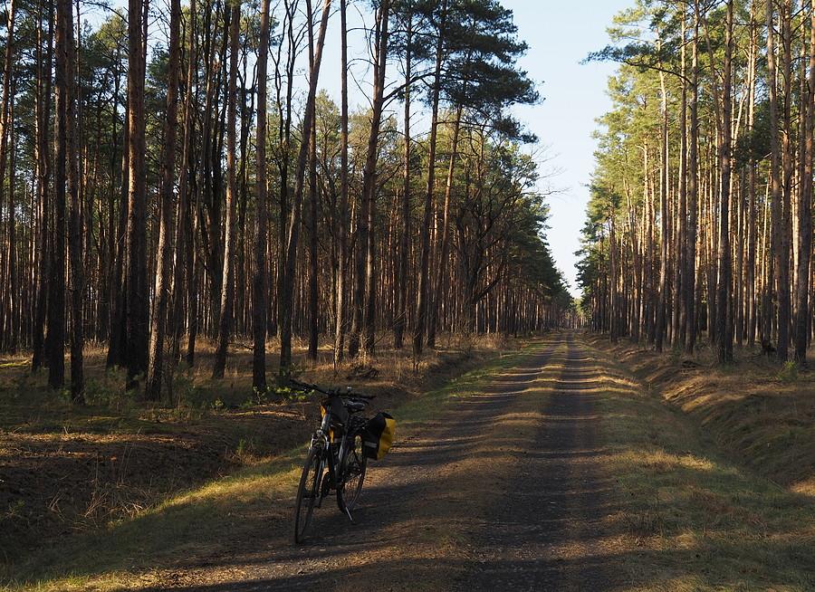 Szutrówka idąca w kierunku Gajca