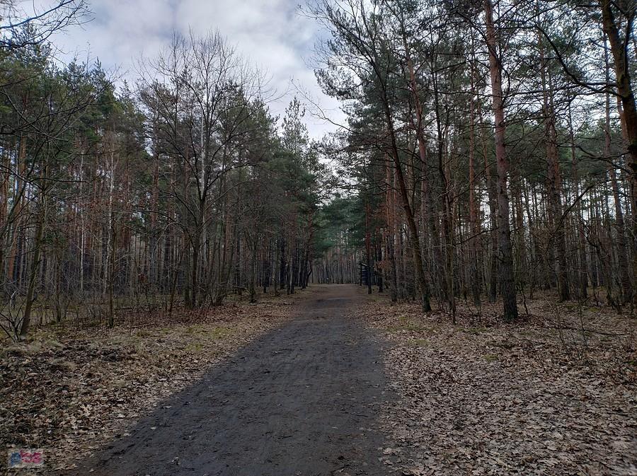 Przejazd przez las. Jest przedwiośnie, a w lesie sucho