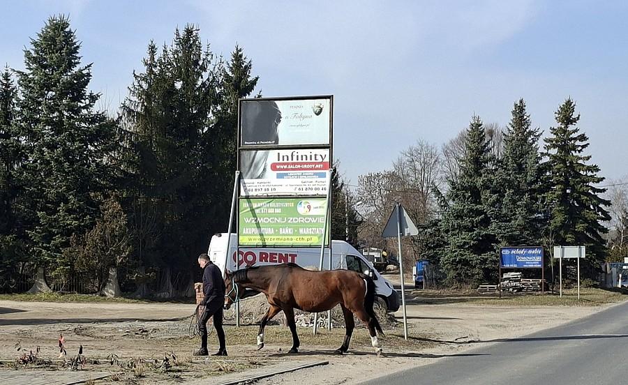 To tylko koń przechodzący przez ulicę
