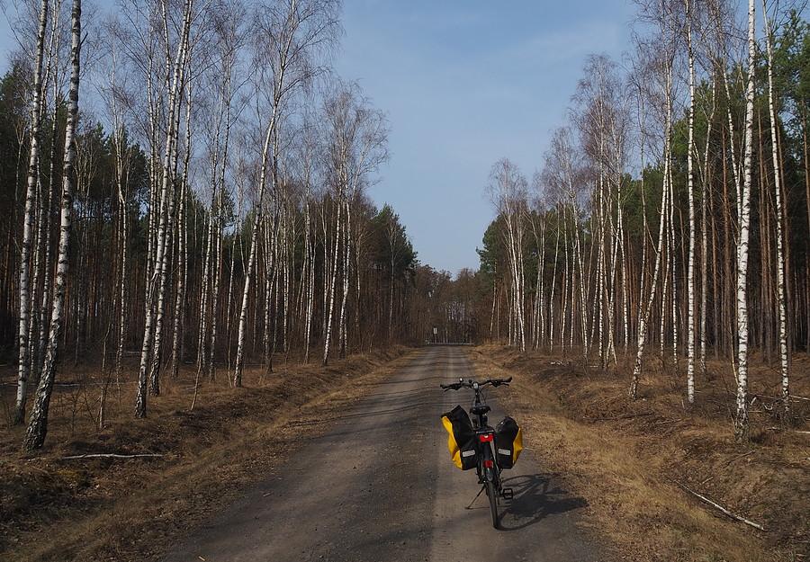 Szutrówka w Puszczy Rzepińskiej