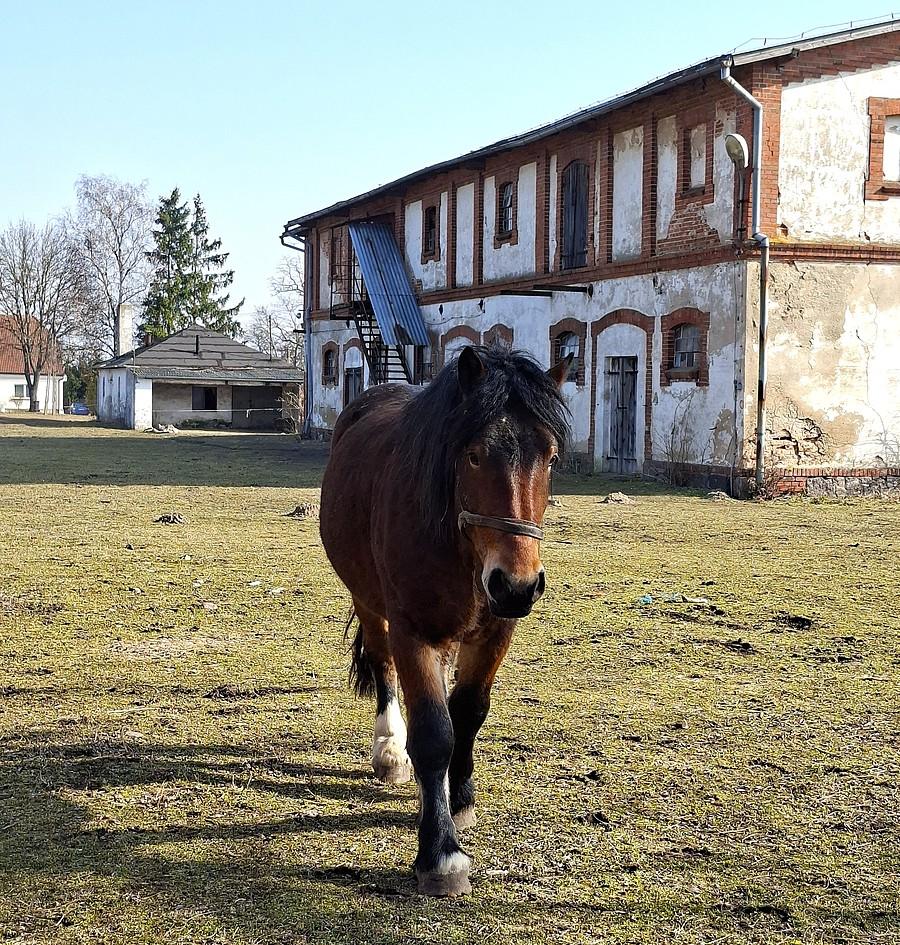 Konik do mnie leci