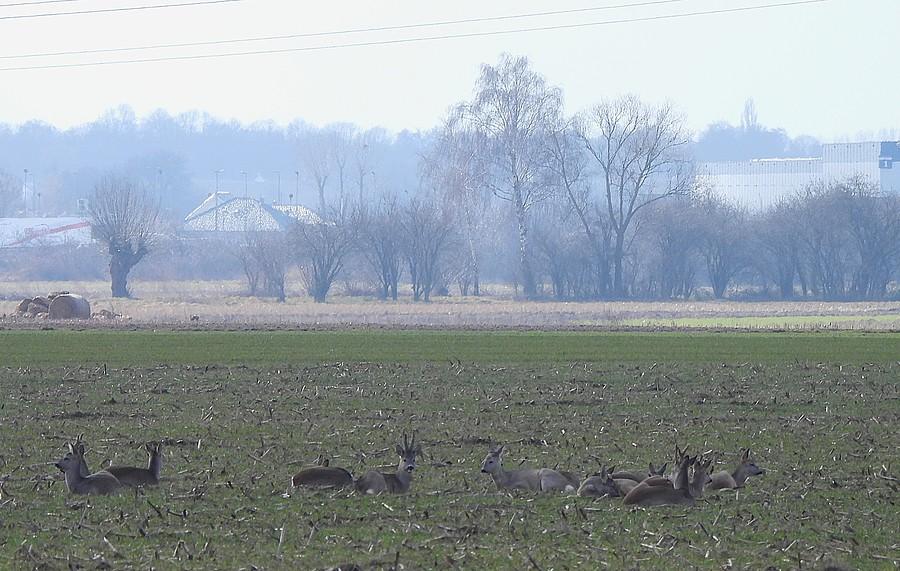 Odpoczywające sarenki