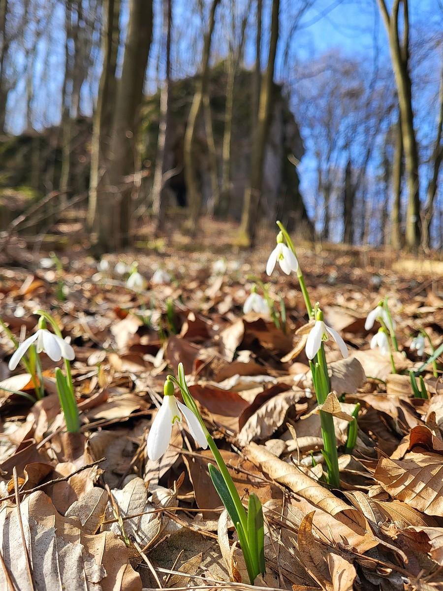 Przebiśniegi na Ostrężniku