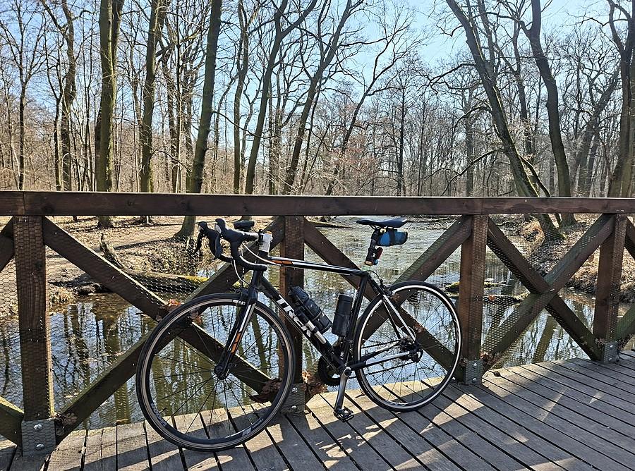 Szosa w lesie