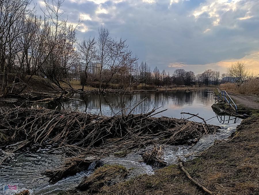 Żeremie bobrowe na Potoku Służewieckim