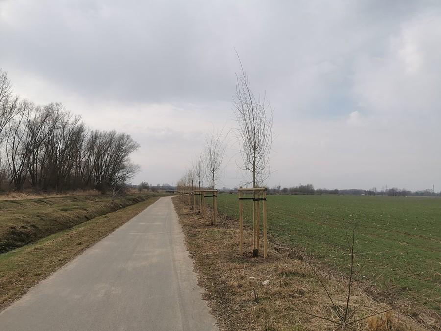 Na ddr w Michałowicach wycięli chaszcze, zasadzili drzewa