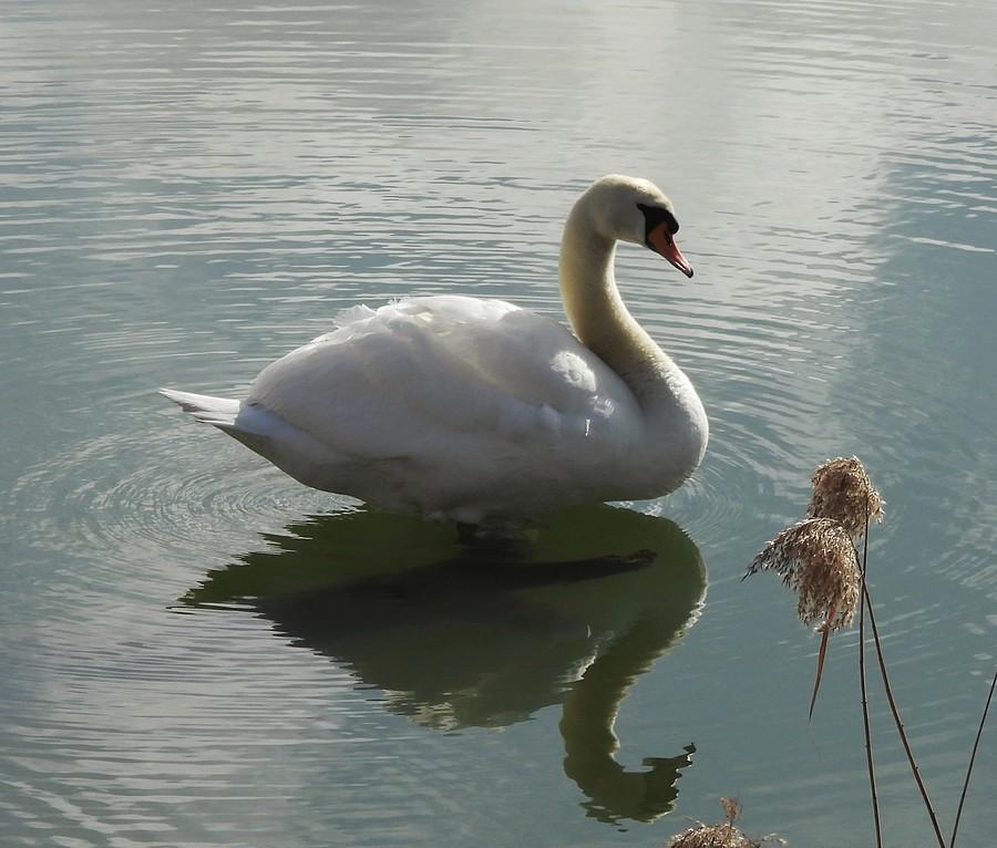Łabędź z Szacht