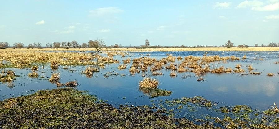 Użytek ekologiczny Przemkowskie Bagno
