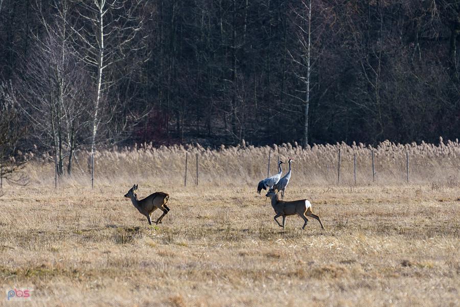 W oddali na polu w Bargłach