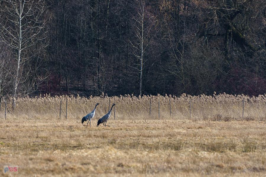 Żurawie na polu w Bargłach