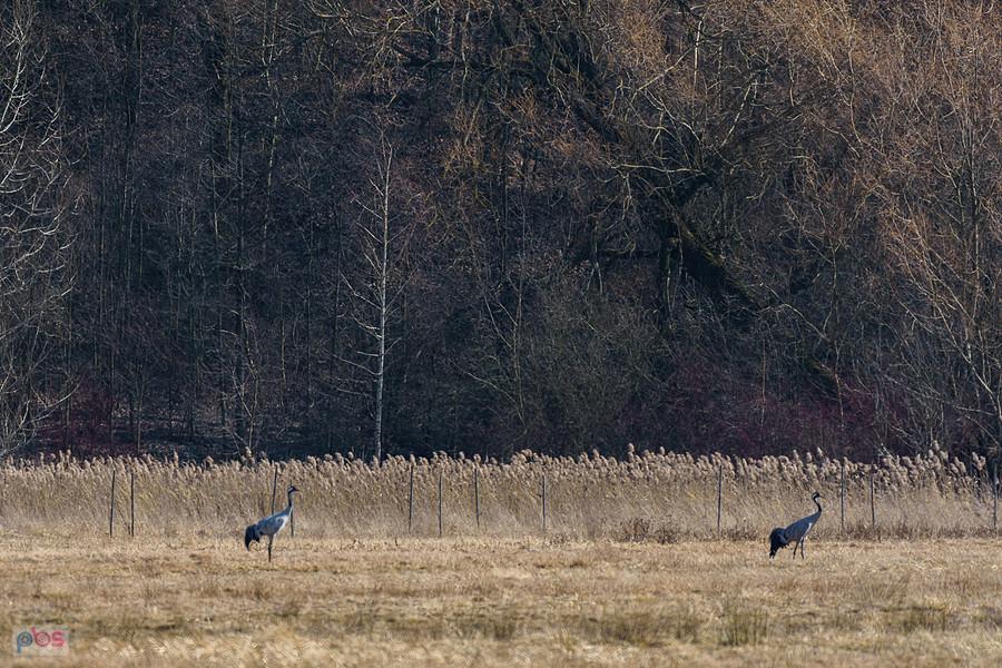 Bargły i żurawie na polu
