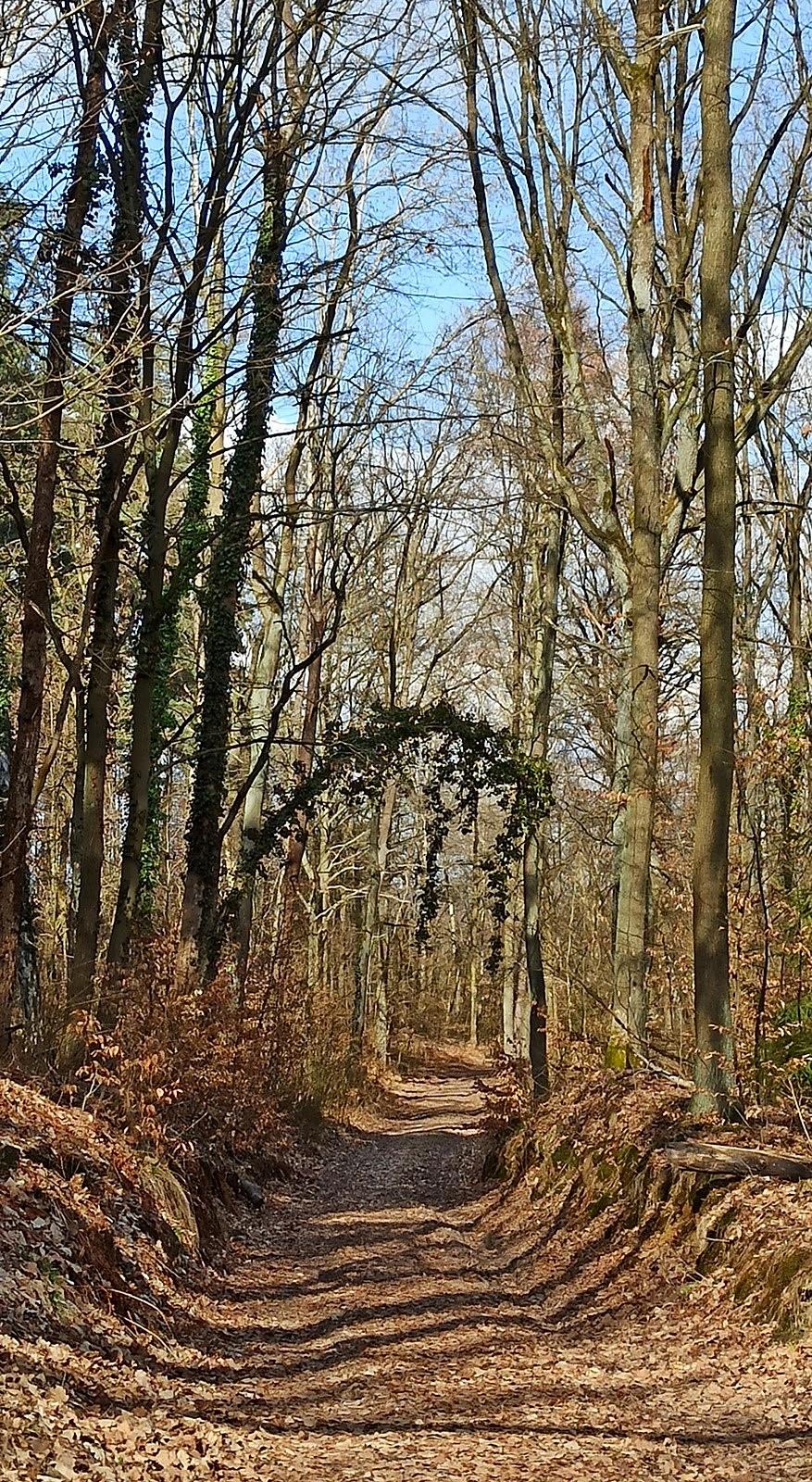 Łuk w lesie