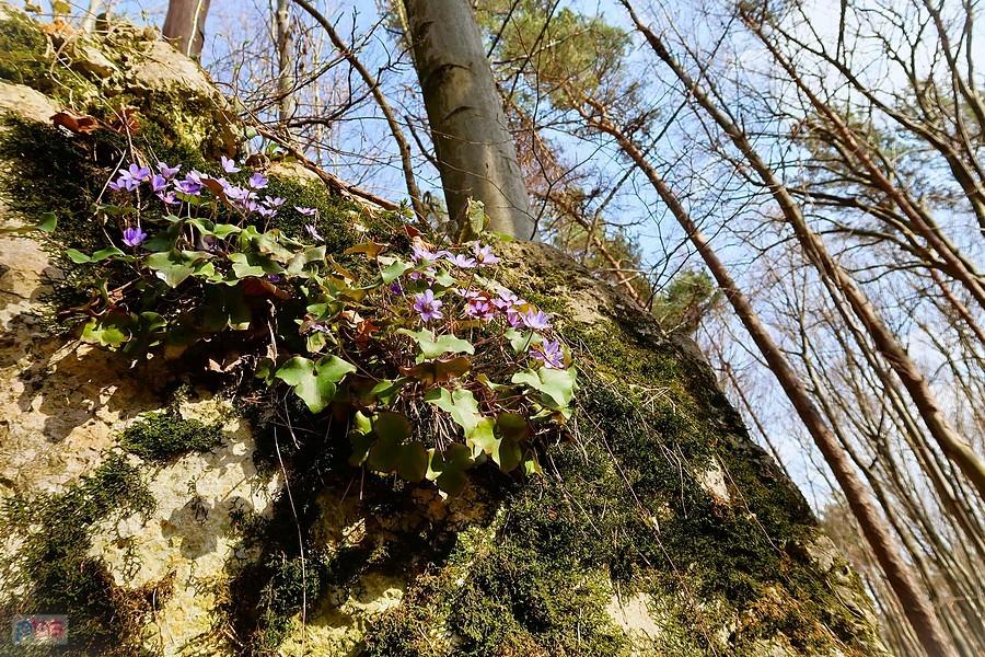 Przylaszczki na skale