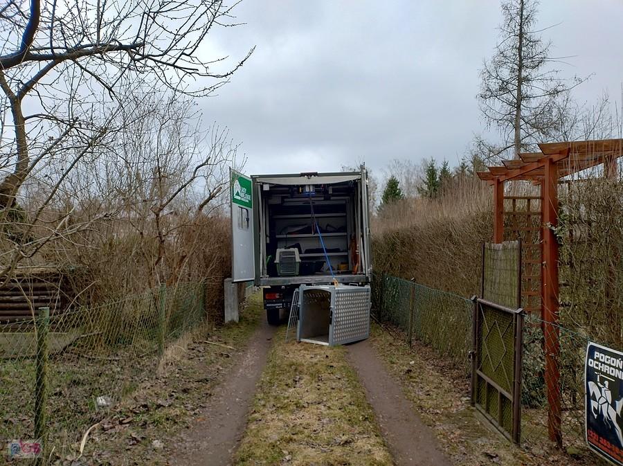 Klatka przygotowana do zamknięcia koziołka na czas transportu