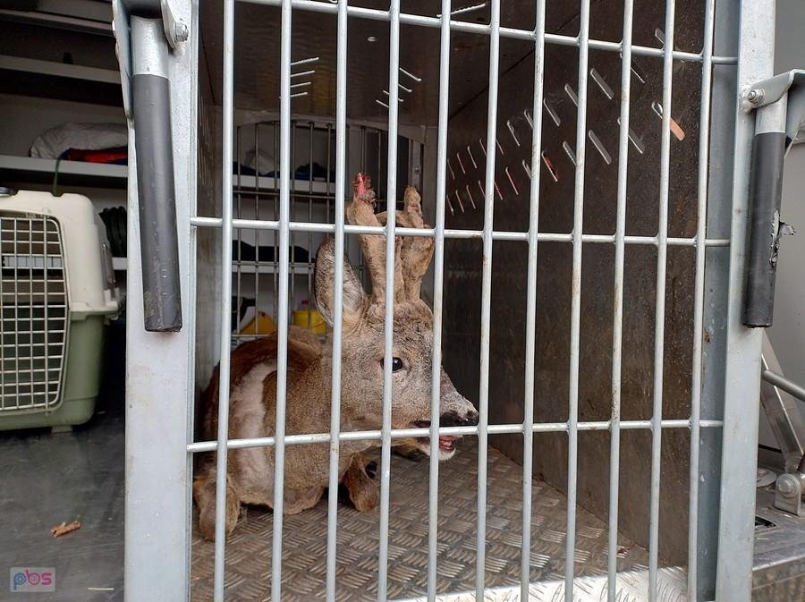 Koziołek w klatce, przygotowany do transportu. Życzę mu szybkiego powrotu do lasu