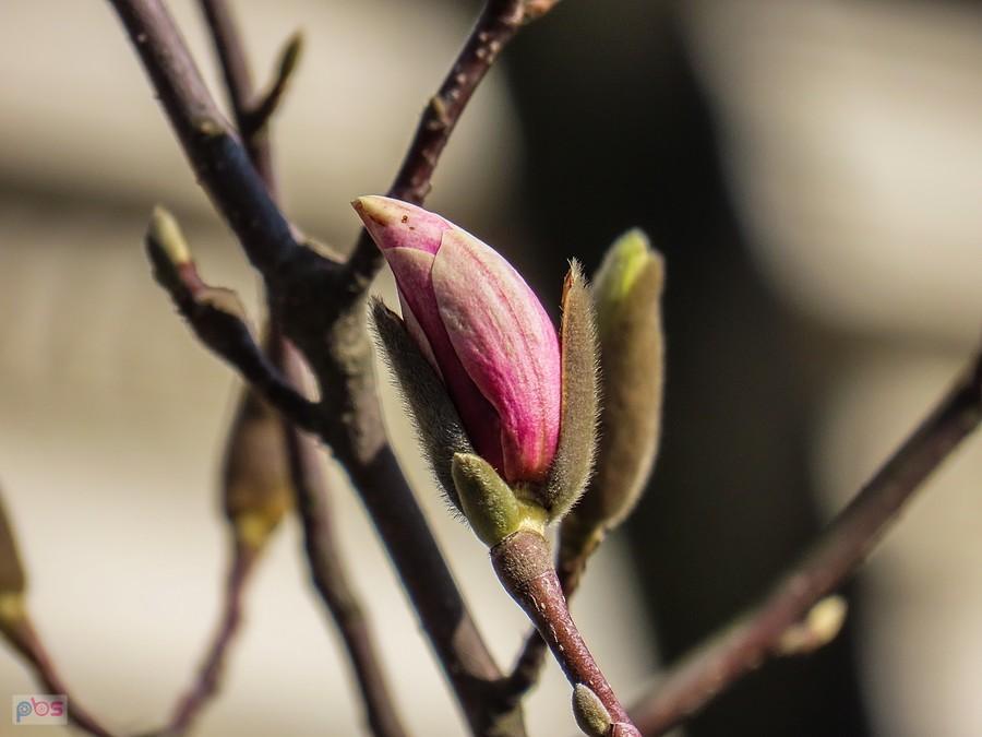 Magnolia zaczyna kwitnąć