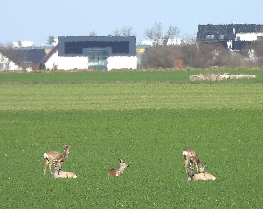 Stadko trochę bliżej
