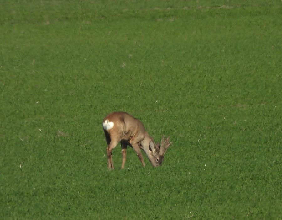 Głodny koziołek