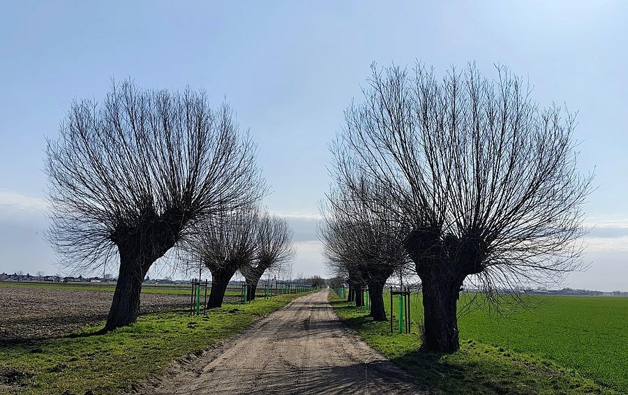 Wierzbowa aleja