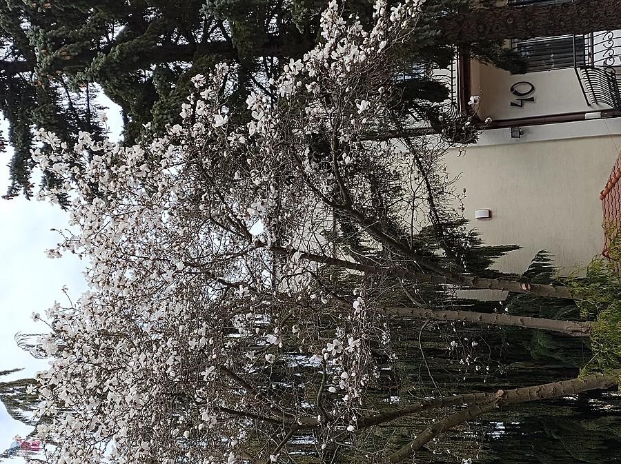 Pierwsza kwitnąca magnolia na Grotach