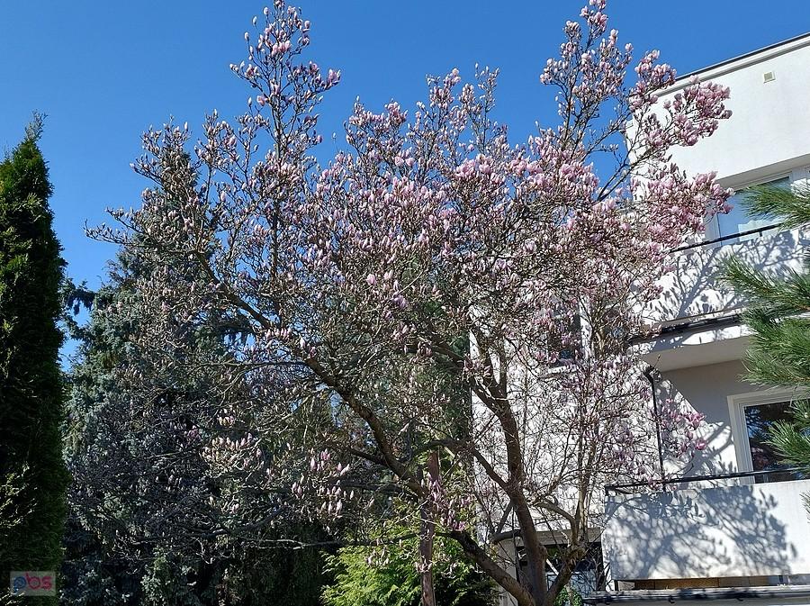 Magnolia na Grotach
