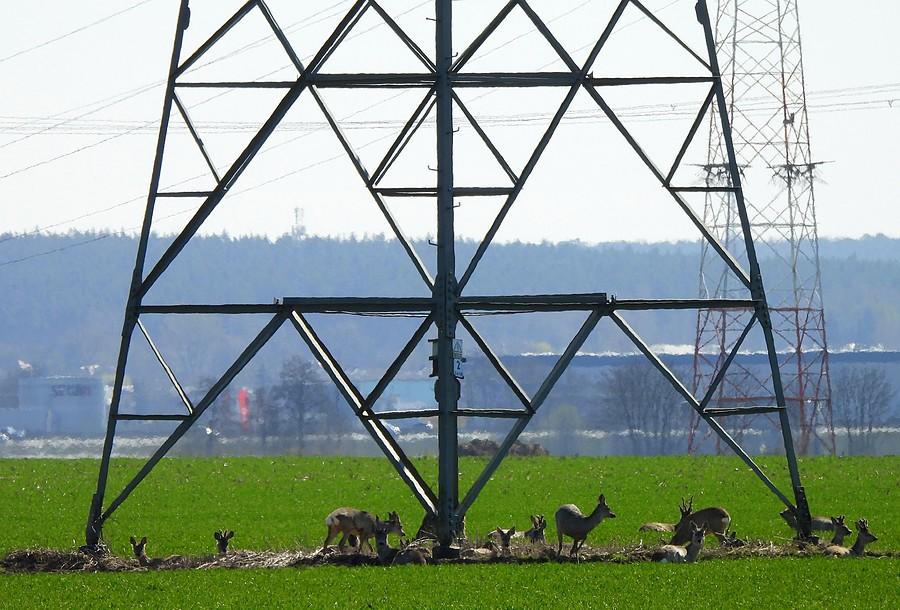 Sarenki pod napięciem