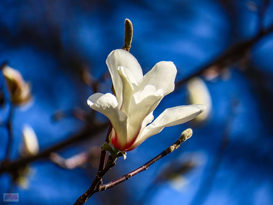 Magnolia pokazuje kwiaty
