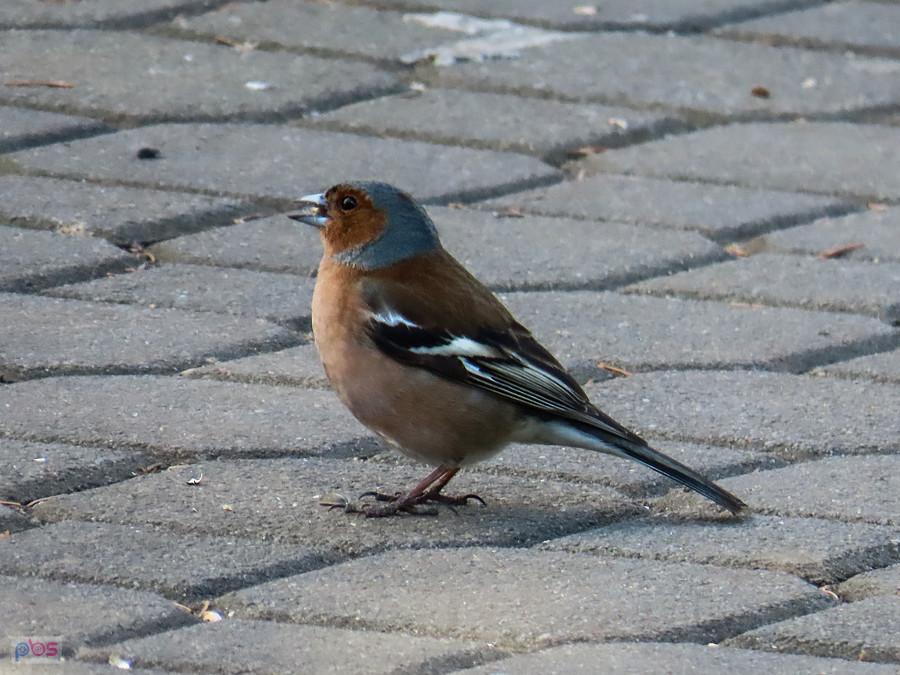 Zięba łyka pestkę słonecznika